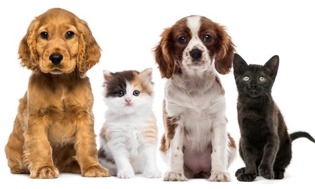 Dos perros y dos gatos sobre un fondo blanco